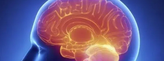 头大的孩子一定更聪明吗？没有依据